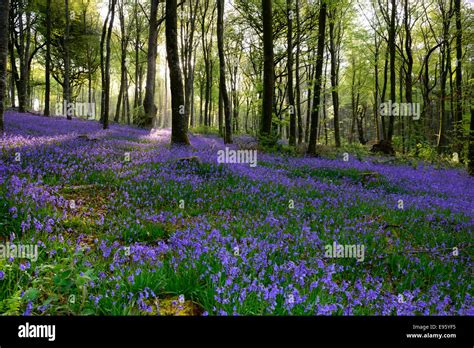 Spring Bluebell Carpet Flower Wood Woodland Forest Copse Ireland Irish