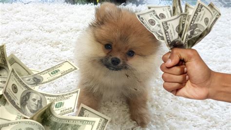 Смешной щенок Малыш Алиса Похищает деньги YouTube