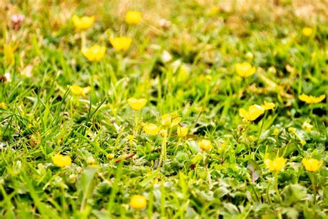 Blooming Buttercup In Spring On A Lawn Stock Photo Image Of Botany