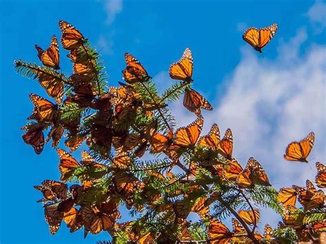 Visita Los Santuarios Abiertos De La Mariposa Monarca Revista Única Por Cinco Mujeres