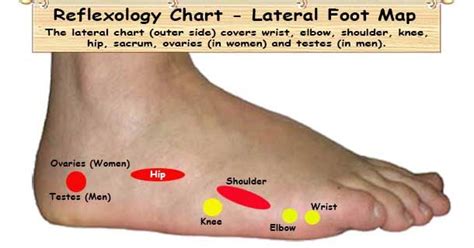 Foot Reflexology Chart Planter Dorsal Medial And Lateral Map Reflexology Chart Reflexology