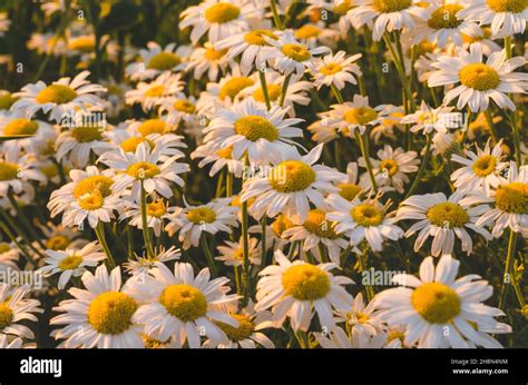 Flowering Marguerite Flowers Or Daisies Close Up Of Many Blossoms Of