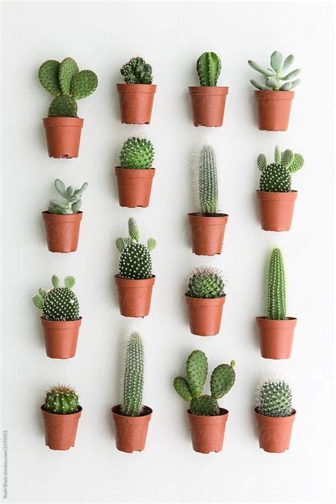 Do not water the cactus again until the soil is completely dry. How do you water a small cactus | Cactus house plants ...