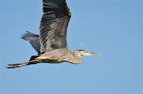 Great Blue Heron In Flight Stock Photo Image Of Black 22936702