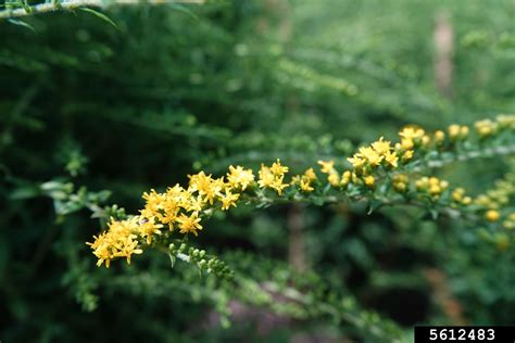 Rough Goldenrod Solidago Rugosa Asterales Asteraceae 5612483