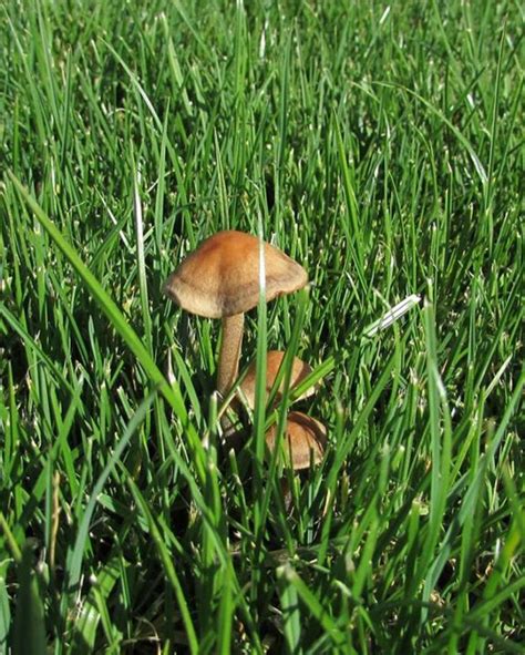 Panaeolus Cinctulus Identification Effects And More Doubleblind Mag