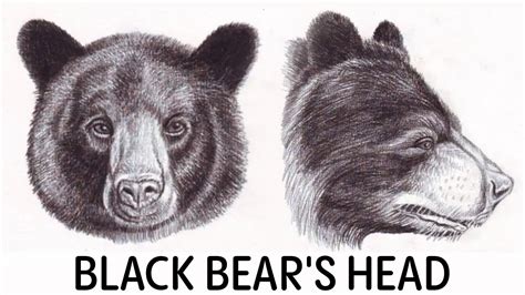 How To Draw A Black Bears Head From Different Angles Youtube