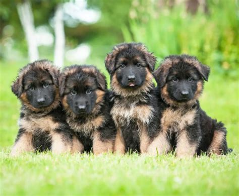 German Shepherd Puppies For Adoption Tips And Guides Allgshepherds