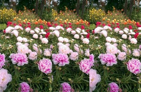 Check spelling or type a new query. Rumah Bunga Neisha: Perawatan Moss Rose Alias Krokot Agar ...