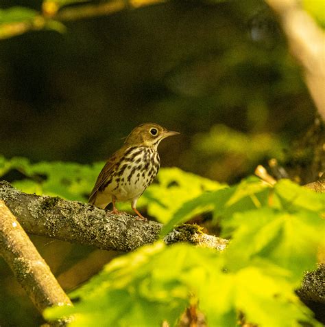 Ovenbird Warbler Erie Co Ny Spring Migration 2022 Flickr