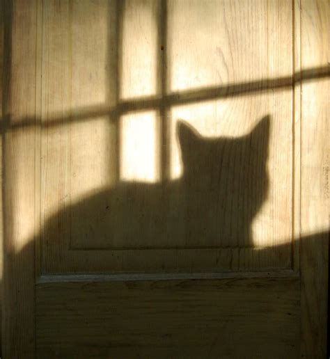 Cat Shadow Today