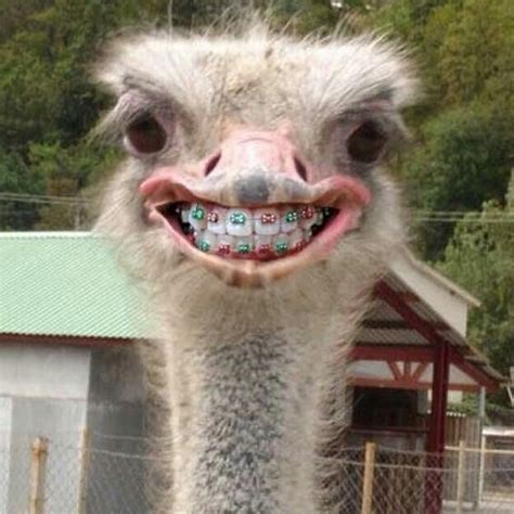 This Ostrich With Braces Is So Cute And Festive Even Though It Isnt