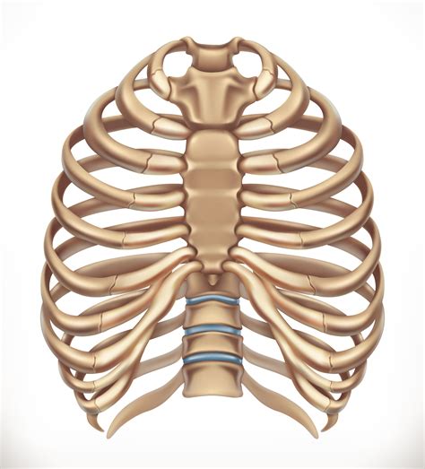 Rib Cage Abnormalities In Babies - Representation In A 6 Year Old Child Silhouette Of The Rib 