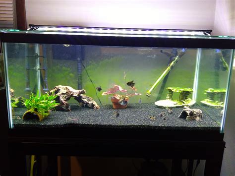 Jleems 40 Gallon Breeder Tank Showcase Aquarium