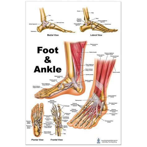 Foot And Ankle Anatomy Poster Shows Medial Frontal La