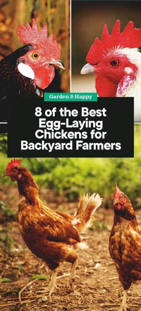 8 Of The Best Egg Laying Chickens For Backyard Farmers