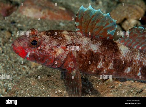 Red Mouth Goby Gobius Hi Res Stock Photography And Images Alamy