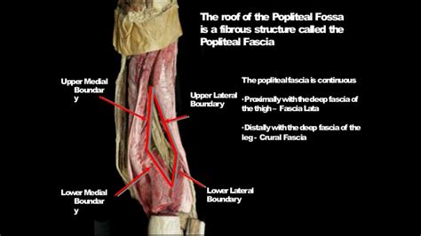 Popliteal Fossa Anatomy Dr Rahul Singh Thakur