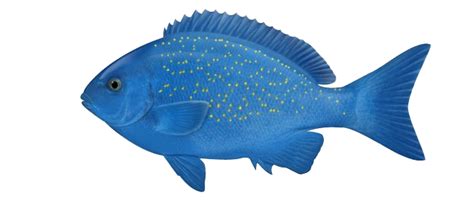 Ocean Fish Png Photos Png Svg Clip Art For Web Download Clip Art