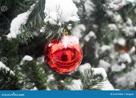 Ball In The Snow On The Christmas Tree Stock Photo Image Of