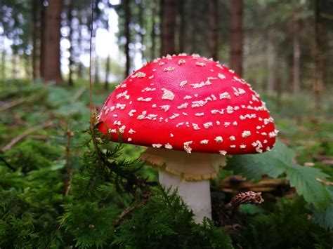 Mushroom In The Woods Starnberg Bavaria Germany Oc 5120 3840