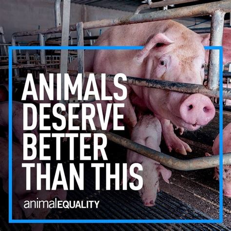 Every Action You Can Take To Help Farmed Animals Makes A Difference