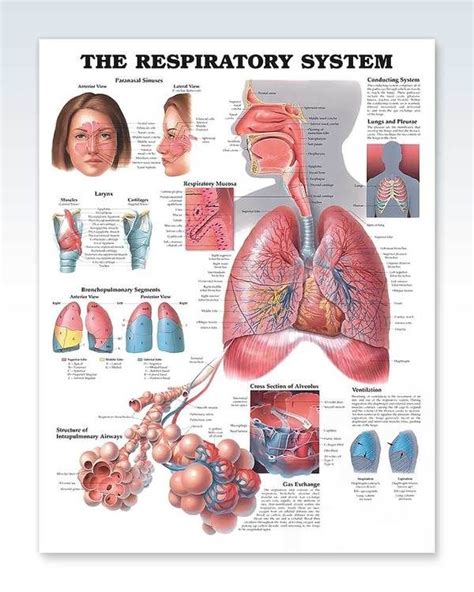 This 20x26 Inch Human Anatomy Poster With Best Finishing Options Shows The Structure Of