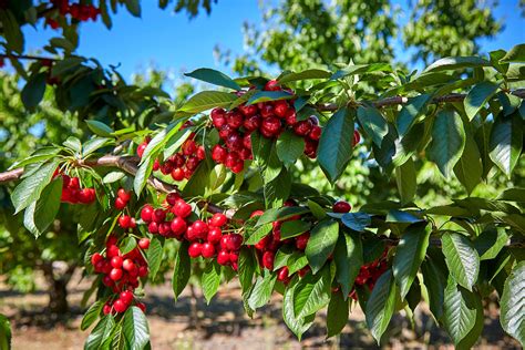 5 Star Cherries Adds To Their Cherry Orchard Harvest Time In Brentwood