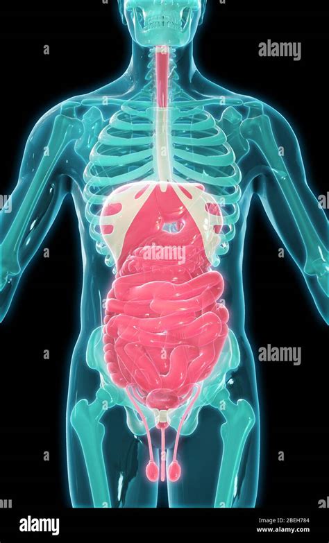 Abdominal Organs Hi Res Stock Photography And Images Alamy