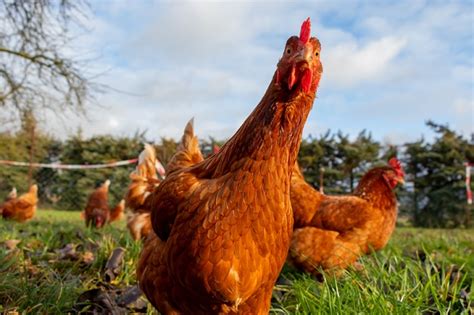 It's usually once a year and a hen will lay around 100 eggs. 2 hybrid hens that will lay twice the number of eggs ...