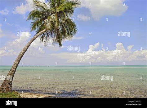 Single Perfect Palm Tree In The Blue Sky Of Bora Bora French Polynesia