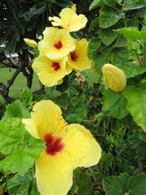 Life In Flip Flops Pua Aloalo Hawaii State Flower Yellow Hibiscus