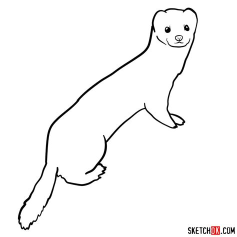 How To Draw A White Weasel Sketchok Easy Drawing Guides