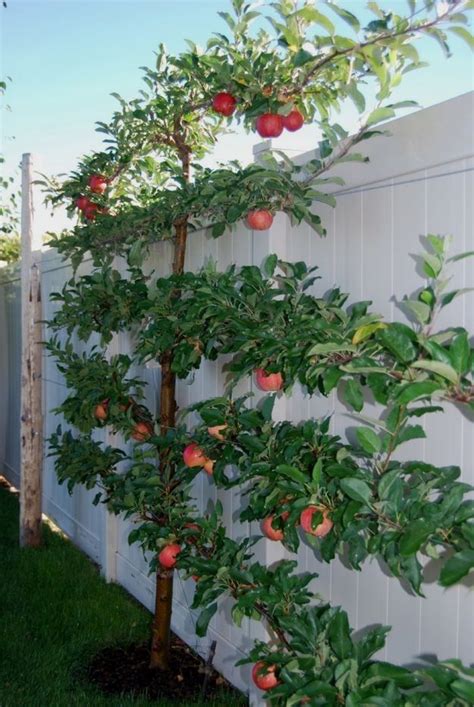 The surface mounted kits are perfect for mounting espaliered trees and fruit trees and any heavy plants onto timber fences and timber, concrete or brick walls. Pin by Nina on Health in 2020 | Espalier fruit trees ...