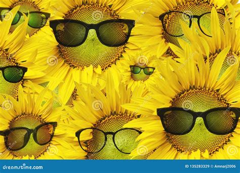 Beautiful Sunflowers With Sunglasses Stock Image Image Of Leaf Plant 135283329