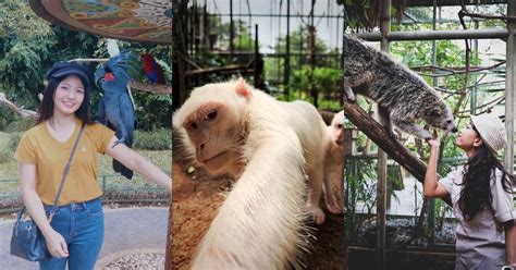 Jadi ini merupakan tempat wisata terbaru yaitu akbar zoo banyuwangi yang terletak di daerah licin dan merupakan kebun binatang pertama yang . Kebun Binatabg Banyuwangi - Kebun Binatang Di Glagah ...