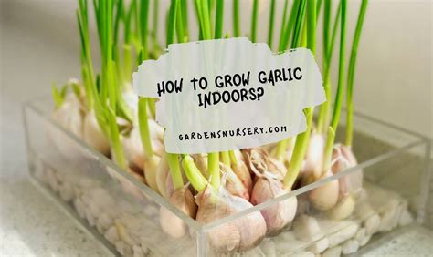 How To Grow Garlic Indoors Gardens Nursery