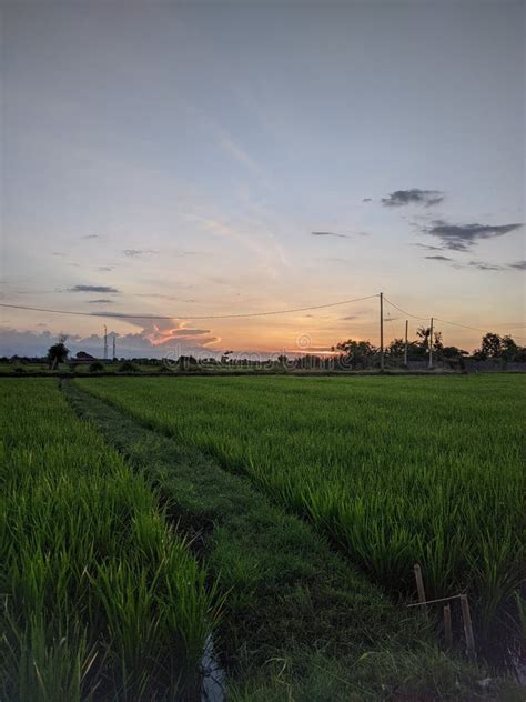 Sunset In The Rice Field Stock Image Image Of Thailand 8337277