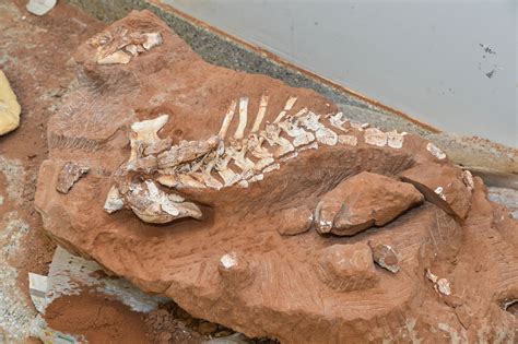 Enem Paleontólogos Estudam Fósseis