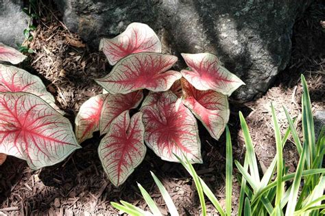 Caladiums Tropical Perennials For Every Shade Garden