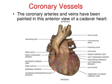 Base and diaphragmatic surface of heart. Chapter 20