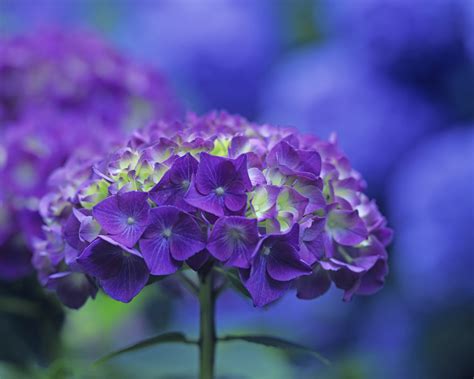 Wer kinder hat sollte also aufpassen, was er in seinen garten pflanzt. Giftige Pflanzen im Garten: Gefährliche Schönheiten ...