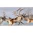 Norway Reindeer – Bing Wallpaper Download