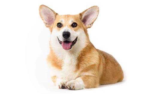 What To Know About Corgis Before Getting One Corgi Care