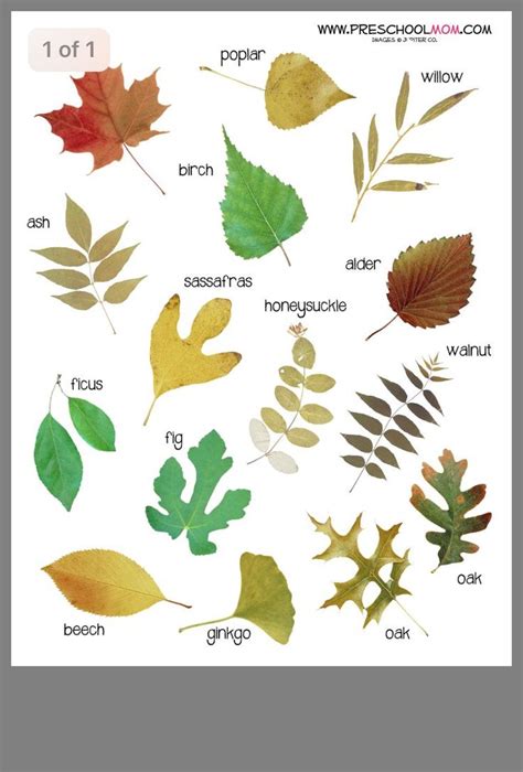 Types Ofoak Leaf Identification Chart Image Search Results In