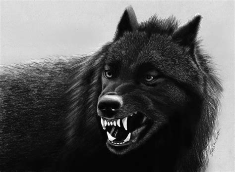 Angry Black Wolf