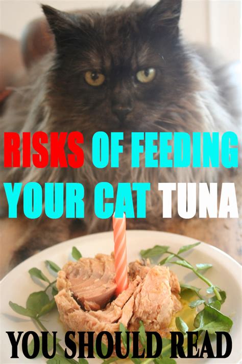 How Much Tuna Can A Cat Eat All You Need To Know Cats Tuna Cats