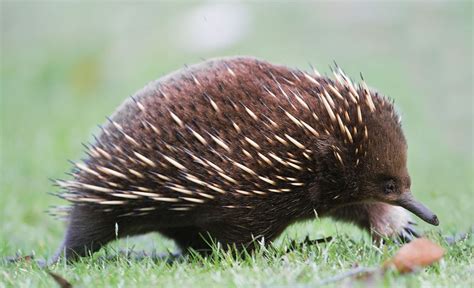 Adorable echidna babies boost hope for critically endangered cousins