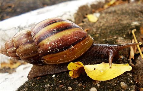 Depois De Uma Manh De Chuva Gabriela Cavalcante Flickr