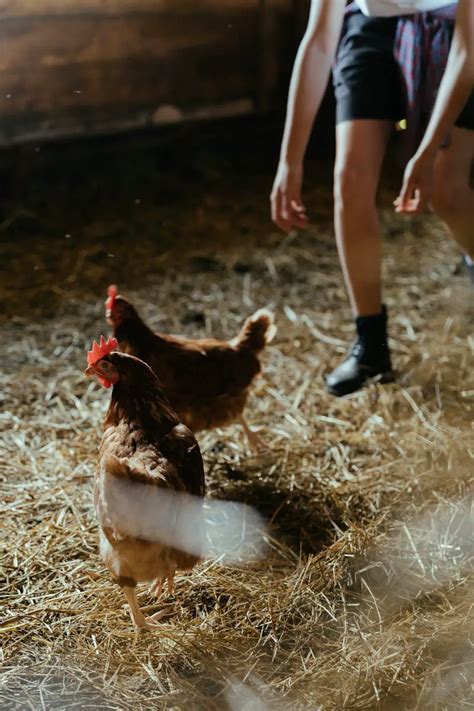 Managing Chicken Allergies Tips For Living With Chickens When Someone